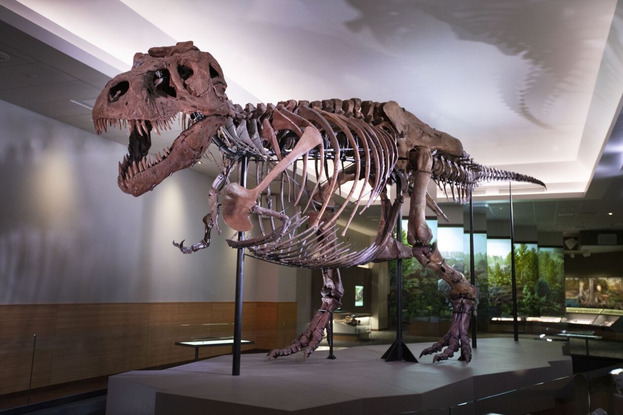 SUE, the world’s biggest and most complete T. rex, was a key addition to the Griffin Dinosaur Experience at the Field Museum in 2018.